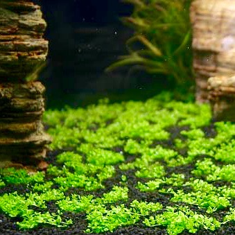 Hemianthus callitrichoides in pot